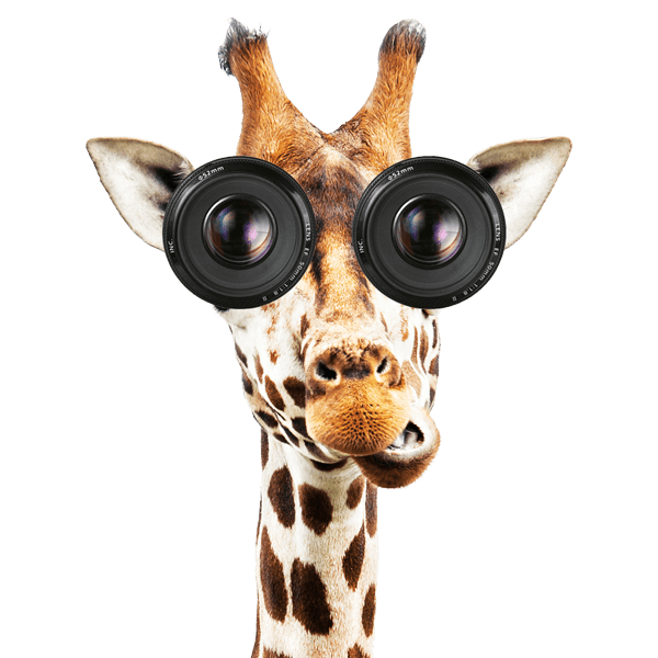 A giraffe looking through binoculars